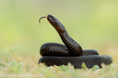 163 Kreuzotter - Vipera berus ♂