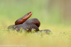 164 Kreuzotter - Vipera berus ♀