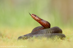 165 Kreuzotter - Vipera berus ♀