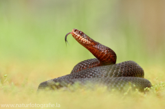 166 Kreuzotter - Vipera berus ♀