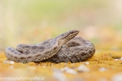 7 Schlingnatter - Coronella austriaca