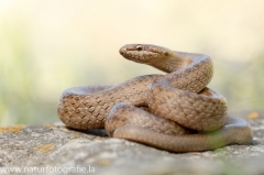 9 Schlingnatter - Coronella austriaca