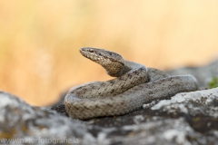 15 Schlingnatter - Coronella austriaca