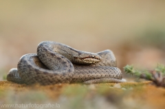 16 Schlingnatter - Coronella austriaca