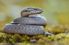 18 Schlingnatter - Coronella austriaca