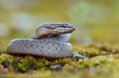 19 Schlingnatter - Coronella austriaca