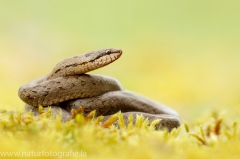 88 Schlingnatter - Coronella austriaca