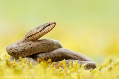 89 Schlingnatter - Coronella austriaca