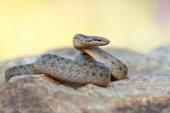 22 Schlingnatter - Coronella austriaca