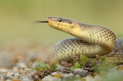 6 Äskulapnatter - Zamenis longissimus