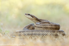 183 Vierstreifennatter - Elaphe quatuorlineata