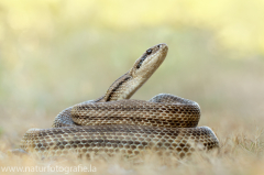 182 Vierstreifennatter - Elaphe quatuorlineata