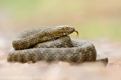 141 Würfelnatter - Natrix tessellata