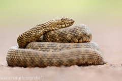 142 Würfelnatter - Natrix tessellata