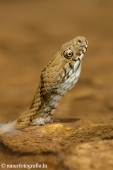 61 Würfelnatter - Natrix tessellata