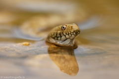 60 Würfelnatter - Natrix tessellata