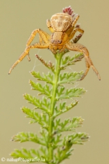 79 Busch Krabbenspinne
