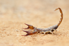 150 Skorpion - Euscorpius gamma