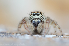 2 Macaroeris nidicolens - Springspinne