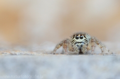 3 Macaroeris nidicolens - Springspinne