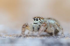 4 Macaroeris nidicolens - Springspinne