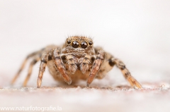 24 Gebänderte Bodenspringspinne