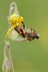 85 Gehöckerte Krabbenspinne