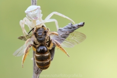 86 Gehöckerte Krabbenspinne