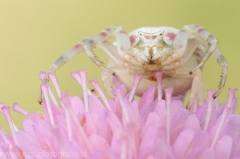 87 Gehöckerte Krabbenspinne