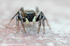 19 Springspinne - Heliophanus aeneus