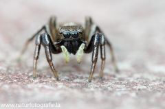 20 Springspinne - Heliophanus aeneus