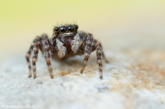 25 Springspinne - Euophrys erratica