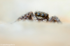 26 Springspinne - Euophrys erratica