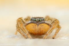 149 Springspinne - Marpissa pomatia ♂