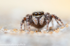 31 Springspinne - Pseudeuophrys 