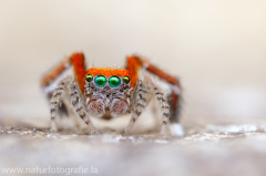 155 Saitis barbipes - Springspinne ♂