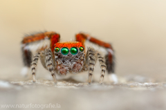 156 Saitis barbipes - Springspinne ♂