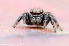 59 Schwarze Springspinne