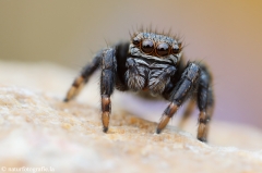 69 Schwarze Springspinne