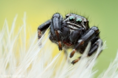 60 Schwarze Springspinne