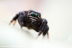 61 Schwarze Springspinne