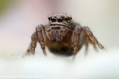 62 Schwarze Springspinne