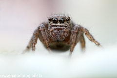 63 Schwarze Springspinne