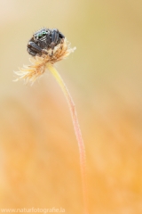 107 Schwarze Springspinne