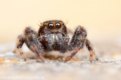 56 Springspinne - Salticidae