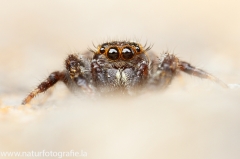 57 Springspinne - Salticidae