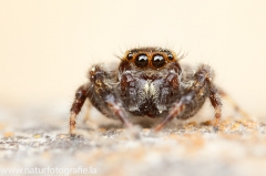 58 Springspinne - Salticidae