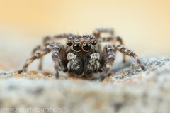 41 Springspinne - Salticidae