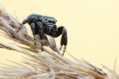 64 Schwarze Springspinne