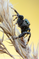 65 Schwarze Springspinne